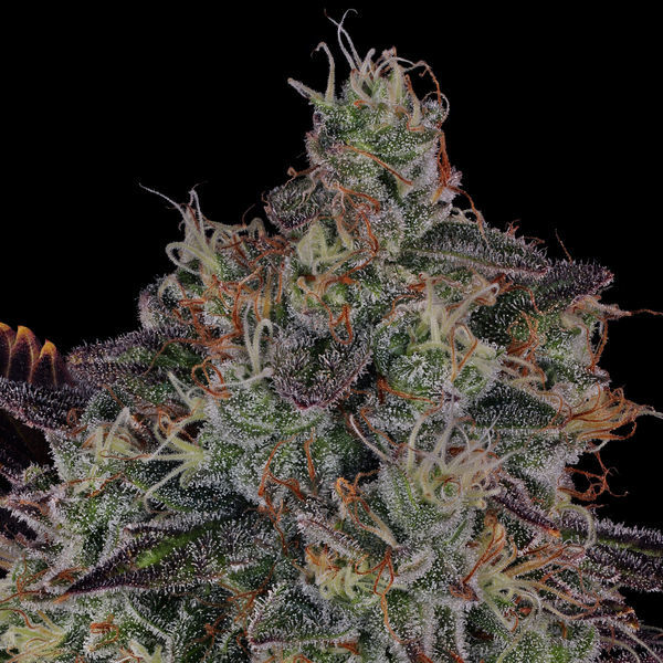 Jealousy (Zamnesia Seeds) Feminiserede