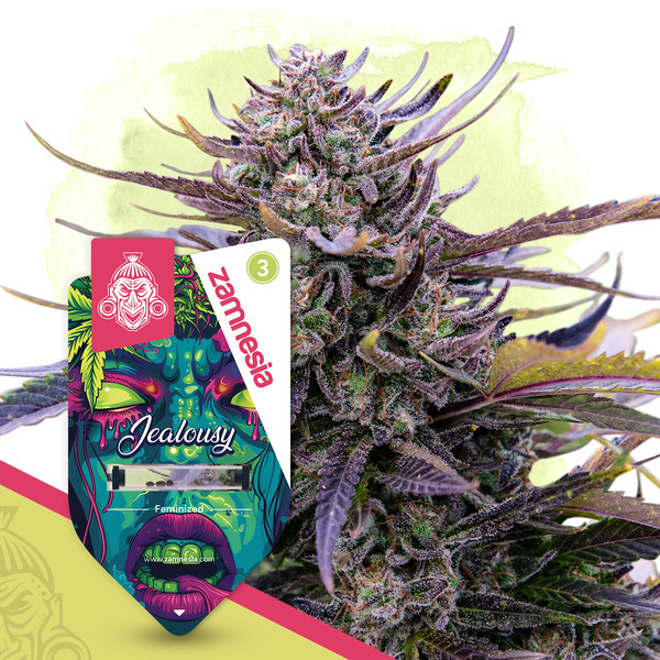 Jealousy (Zamnesia Seeds) Feminiserede