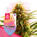 Candy Rain (Zamnesia Seeds) Feminiserede