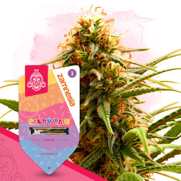 Candy Rain (Zamnesia Seeds) Feminiserede