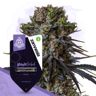 Black Orchid (Zamnesia Seeds) Feminiserede