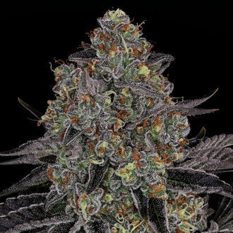 Black Orchid (Zamnesia Seeds) Feminiserede