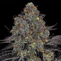 Black Orchid (Zamnesia Seeds) Feminiserede