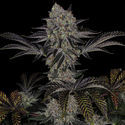 Black Orchid (Zamnesia Seeds) Feminiserede