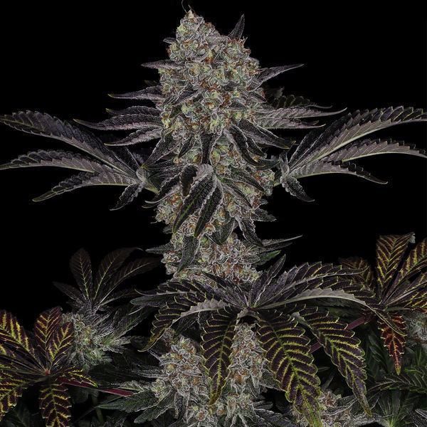 Black Orchid (Zamnesia Seeds) Feminiserede