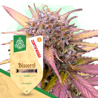 Biscotti (Zamnesia Seeds) feminiserede cannabisfr&oslash;