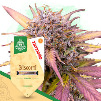 Biscotti (Zamnesia Seeds) Feminiserede