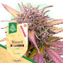 Biscotti (Zamnesia Seeds) Feminiserede
