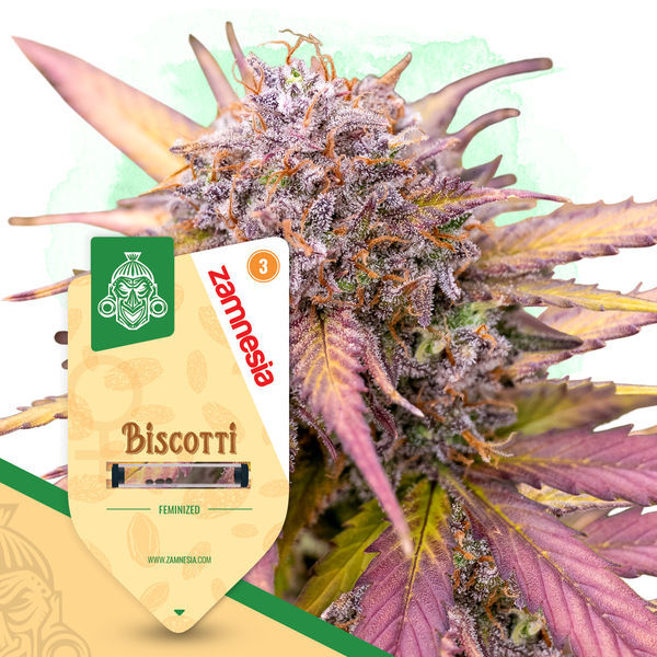 Biscotti (Zamnesia Seeds) Feminiserede