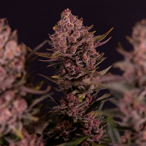 Biscotti (Zamnesia Seeds) Feminiserede