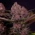 Biscotti (Zamnesia Seeds) Feminiserede