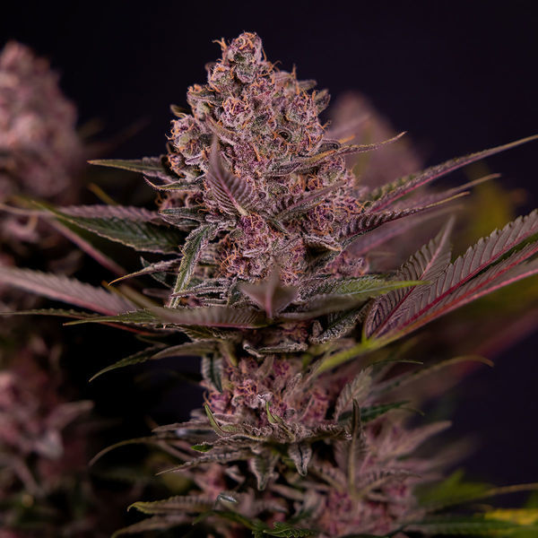 Biscotti (Zamnesia Seeds) Feminiserede