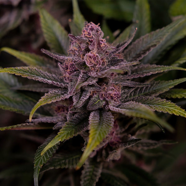 Biscotti (Zamnesia Seeds) Feminiserede