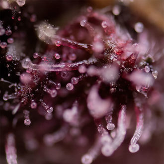 Biscotti (Zamnesia Seeds) Feminiserede