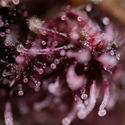 Biscotti (Zamnesia Seeds) Feminiserede