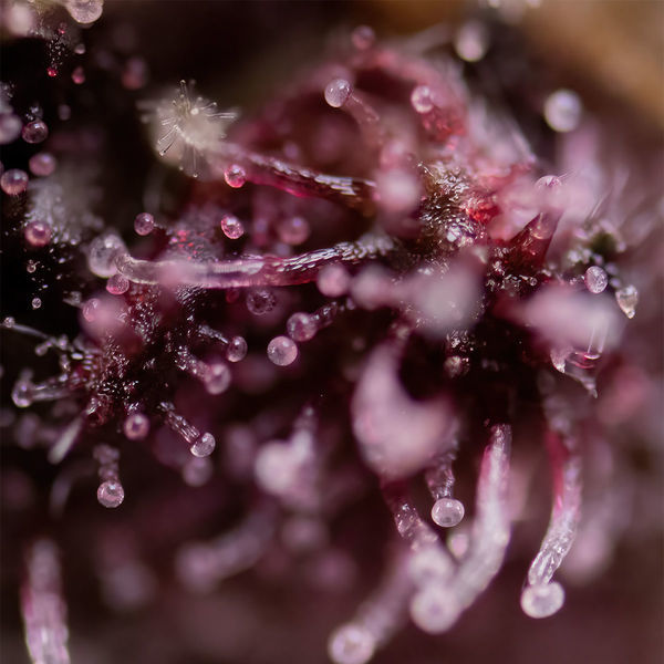 Biscotti (Zamnesia Seeds) Feminiserede