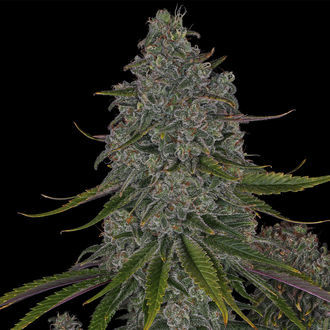 Strawberry Cough (Zamnesia Seeds) Feminiserede