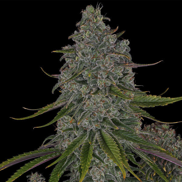 Strawberry Cough (Zamnesia Seeds) Feminiserede