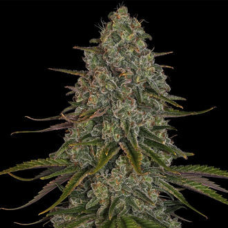 Strawberry Cough (Zamnesia Seeds) Feminiserede