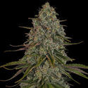 Strawberry Cough (Zamnesia Seeds) Feminiserede