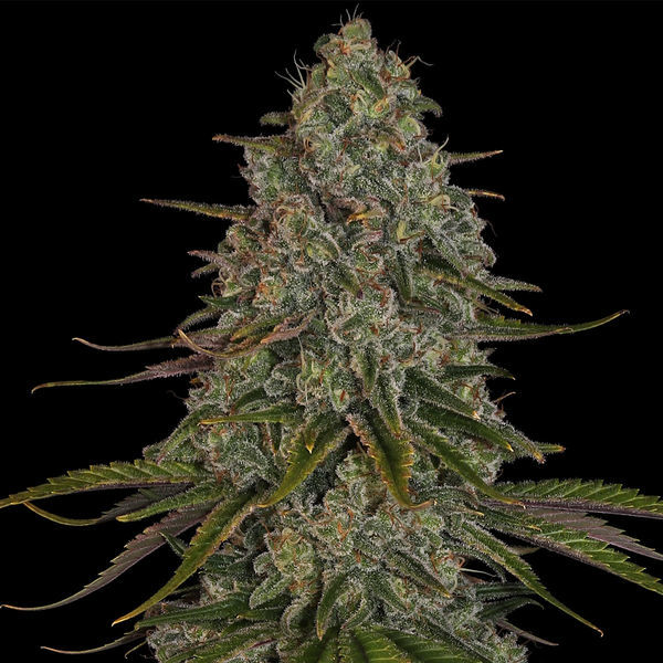 Strawberry Cough (Zamnesia Seeds) Feminiserede