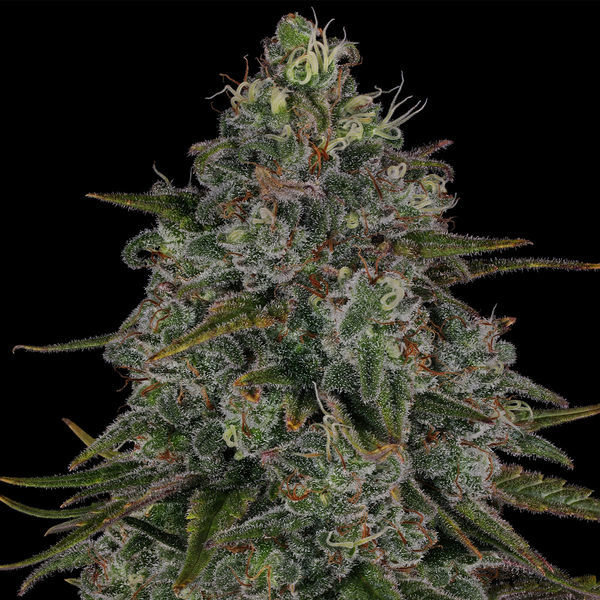 Strawberry Cough (Zamnesia Seeds) Feminiserede