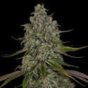 Strawberry Cough (Zamnesia Seeds) Feminiserede