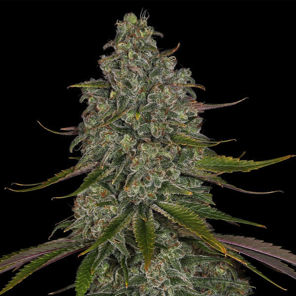 Strawberry Cough (Zamnesia Seeds) Feminiserede