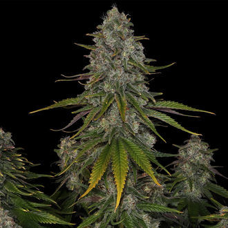 Strawberry Cough (Zamnesia Seeds) Feminiserede