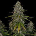 Strawberry Cough (Zamnesia Seeds) Feminiserede