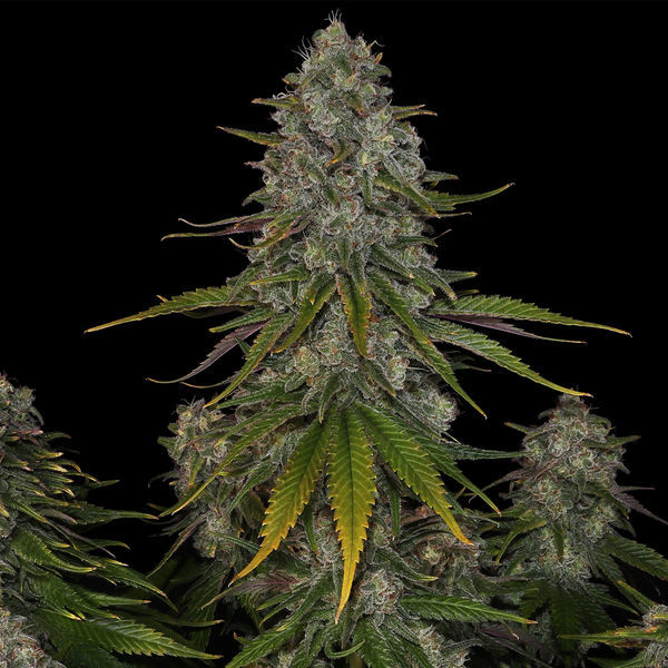 Strawberry Cough (Zamnesia Seeds) Feminiserede