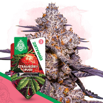 Strawberry Cough (Zamnesia Seeds) feminiserede