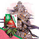 Strawberry Cough (Zamnesia Seeds) Feminiserede