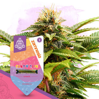 Candy Rain Automatic (Zamnesia Seeds) feminiserede