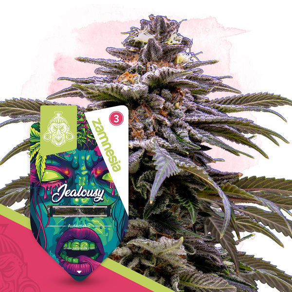 Jealousy Autoflower (Zamnesia Seeds) Feminiserede