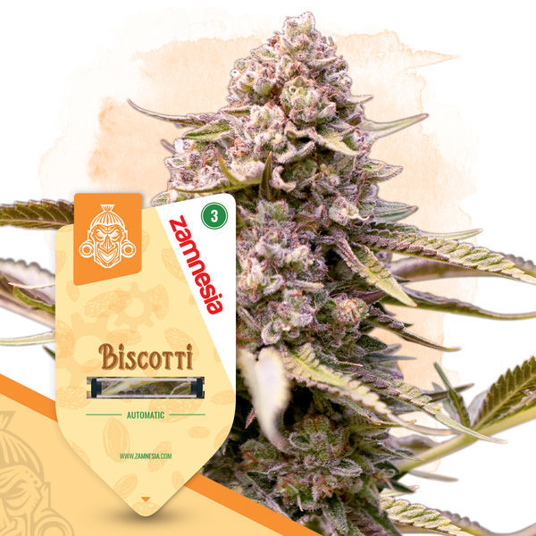 Biscotti Autoflower (Zamnesia Seeds) Feminiserede