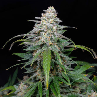 Biscotti Autoflower (Zamnesia Seeds) Feminiserede