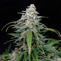 Biscotti Autoflower (Zamnesia Seeds) Feminiserede