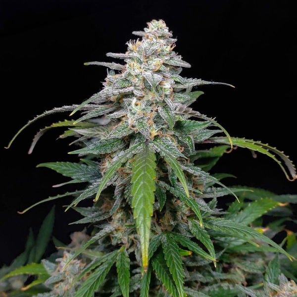 Biscotti Autoflower (Zamnesia Seeds) Feminiserede