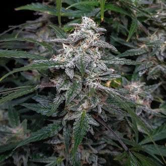 Biscotti Autoflower (Zamnesia Seeds) Feminiserede