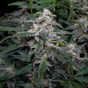Biscotti Autoflower (Zamnesia Seeds) Feminiserede