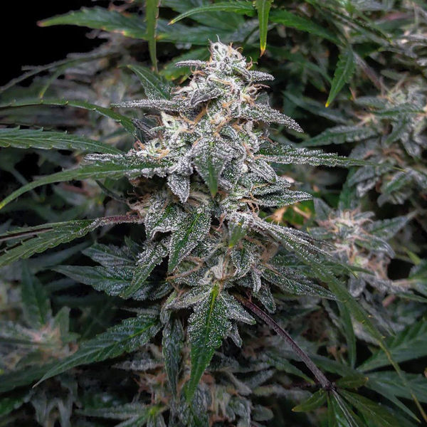 Biscotti Autoflower (Zamnesia Seeds) Feminiserede