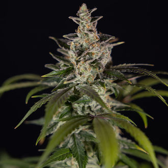 Black Orchid Autoflower (Zamnesia Seeds) Feminiserede