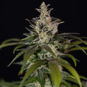 Black Orchid Autoflower (Zamnesia Seeds) Feminiserede