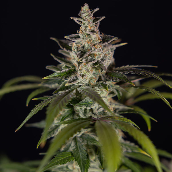 Black Orchid Autoflower (Zamnesia Seeds) Feminiserede