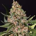Black Orchid Autoflower (Zamnesia Seeds) Feminiserede