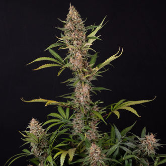 Black Orchid Autoflower (Zamnesia Seeds) Feminiserede