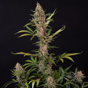 Black Orchid Autoflower (Zamnesia Seeds) Feminiserede