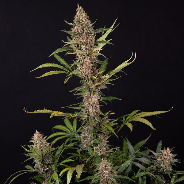 Black Orchid Autoflower (Zamnesia Seeds) Feminiserede