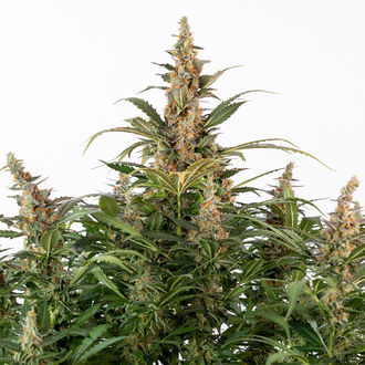 Black Orchid Autoflower (Zamnesia Seeds) Feminiserede